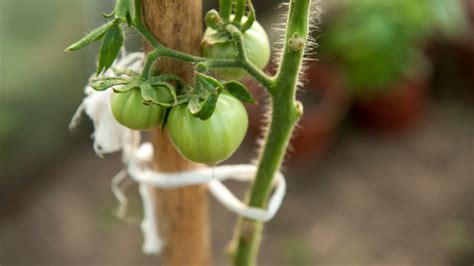 Odstraňovanie zálistkov na paradajke