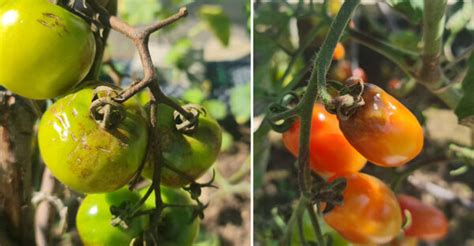 Ilustrácia napadnutia paradajok plesňou