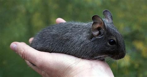 Ilustračná fotografia osmáka degu