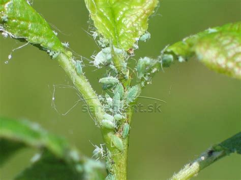 Detailná fotografia kolónie zelených vošiek na mladom výhonku ruže
