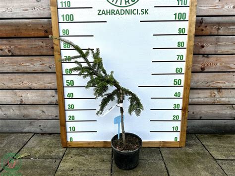 Infografika s krokmi výsadby jedle kórejskej