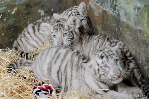 Mláďatá bielych tigrov v ZOO Bratislava