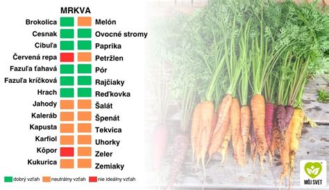 Infografika porovnávajúca kŕmnu mrkvu Táborská Žltá s bežnou oranžovou mrkvou, zobrazujúca rozdiel vo farbe dužiny, tvare koreňa a obsahu karoténu.