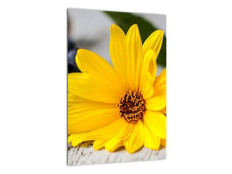 detail žltých kvetov horca žltého