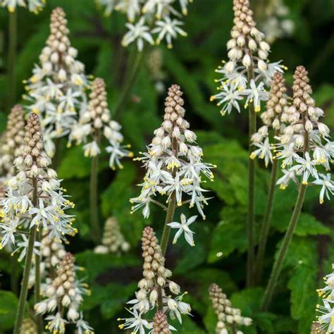 Nízke trsy Tiarella cordifolia so sviežo zelenými listami a jemným bielym kvitnutím