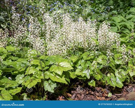 Záhon s Tiarella cordifolia pod stromami
