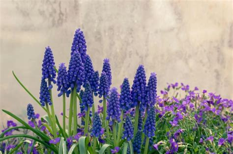 Modrice (Muscari) v záhrade v skupinovej výsadbe