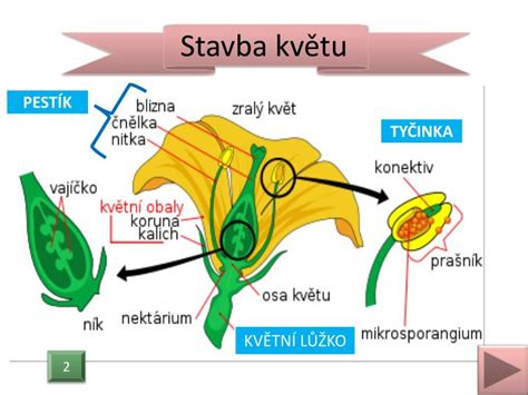 Štruktúra kvetu avokáda s vyznačenými samčími a samičími orgánmi