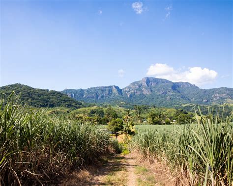 Pole s cukrovou repou v jesennom období