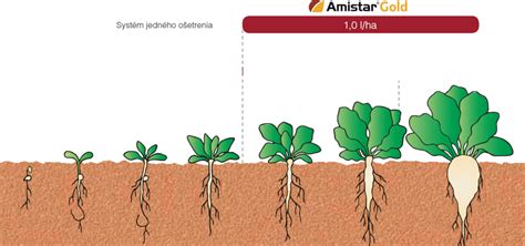 Infografika: Vplyv rôznych teplôt na jednotlivé fázy rastu cukrovej repy