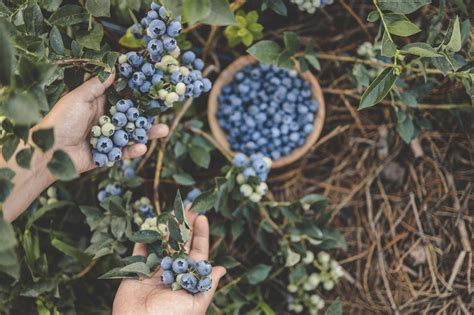 Záhradník zalievajúci čučoriedky mäkkou vodou