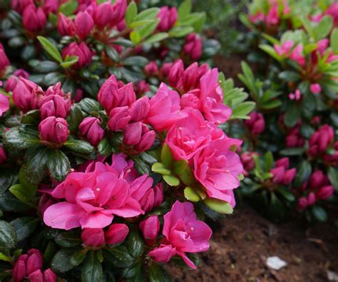 Koláž fotografií rôznych typov rododendronov: veľkokveté, opadavé azalky, japonské azalky, zakrpatené druhy.