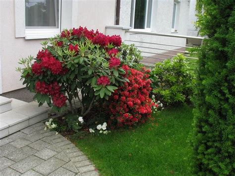 Návrh záhradnej kompozície s rododendronmi a ich vhodnými sprievodnými rastlinami
