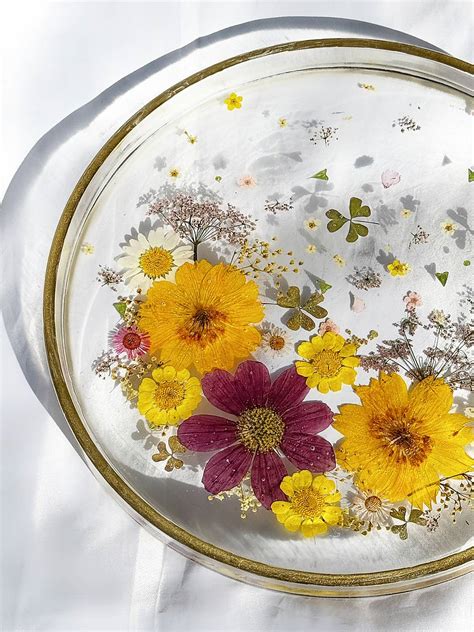 Botanická schéma medovky lekárskej so zvýraznenými listami a kvetmi