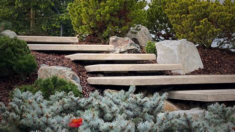 Detailný záber na štíhlu siluetu smreka omorikového v záhrade ako solitérny prvok