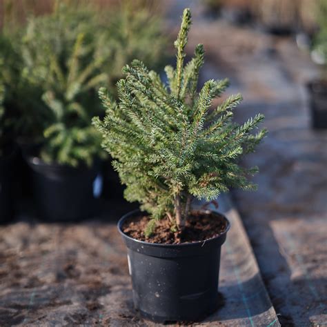 Porovnanie klasického smreka omorika a trpasličieho kultivaru Tremonia v okrasnom kvetináči