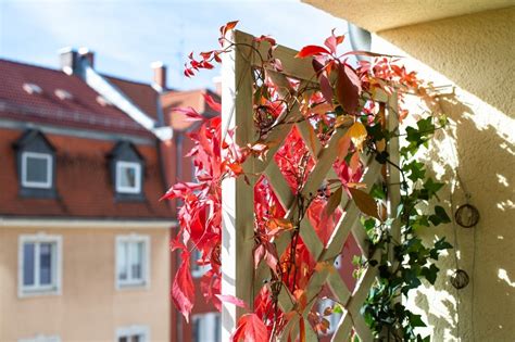 balkón plný jednoročných popínavých rastlín