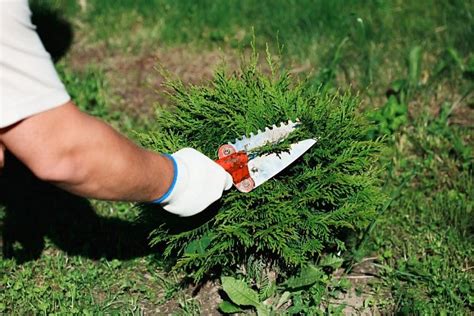 Schéma optimálnych rozostupov pri výsadbe tují pre živý plot