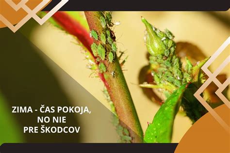 Infografika znázorňujúca rôzne druhy škodcov a ich prirodzených predátorov.