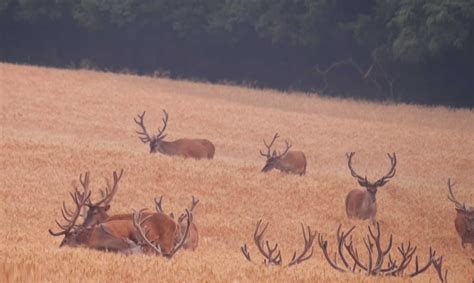 lesná zver v zimnom období