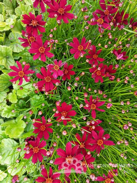 Záhon s rôznymi druhmi krásnoočka (Coreopsis) v plnom kvete počas leta