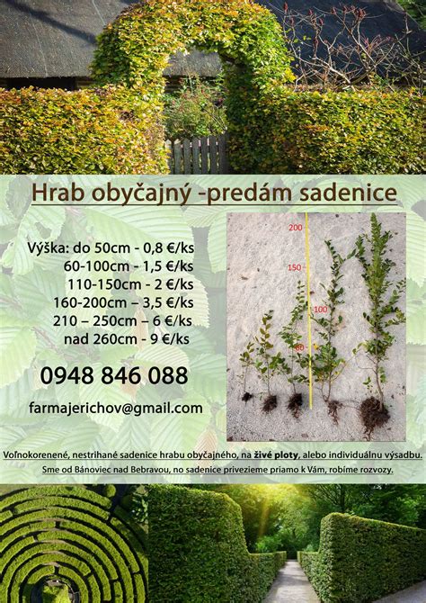 ukážka pestovania hrabu obyčajného v záhrade