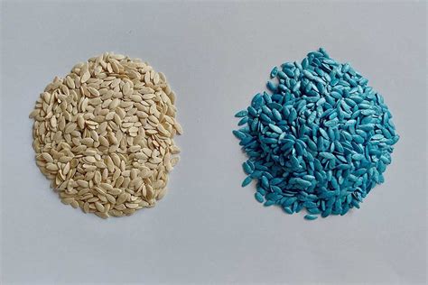 porovnanie: morené vs. obaľované osivo