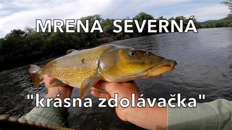 Mrena severná v prirodzenom prostredí