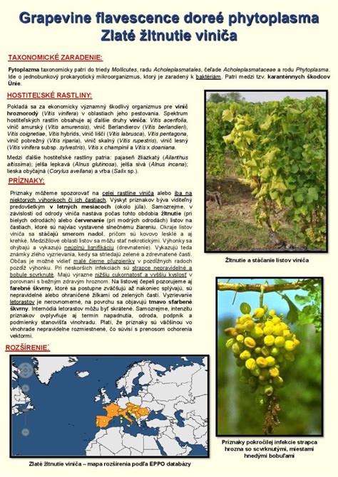 Infografika: Porovnanie hustého (náchylného) a presvetleného (zdravého) kra viniča