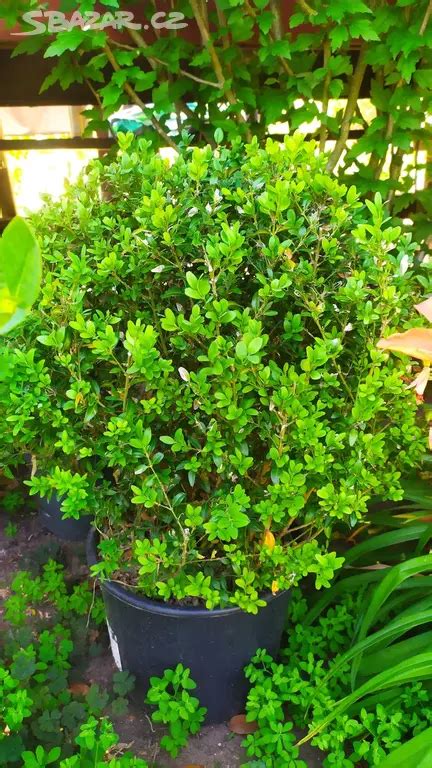 ilustračné foto krušpánu (buxus) v záhrade alebo v kvetináči