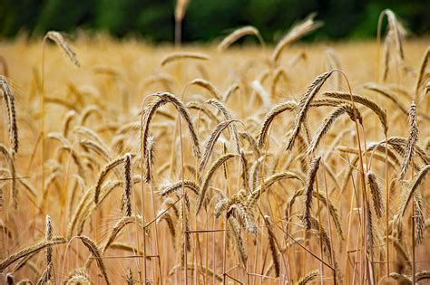 Tematické foto: obilné pole so zberacím kombajnom v Nemecku