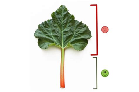 Ilustrácia rastliny rebarbory s detailom na listy a stopky