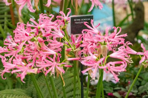 Tematické foto kvetov Nerine