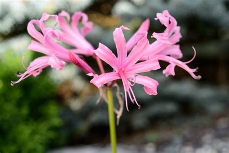 Detail kvetu Nerine Bowdenova