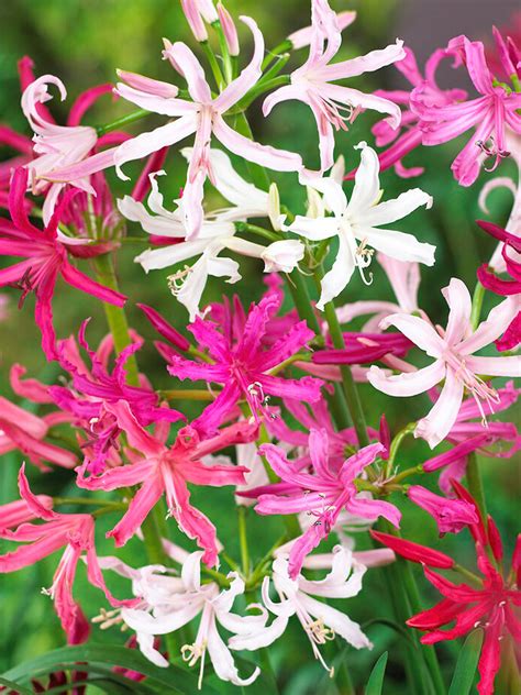 Nerine v kvetináči