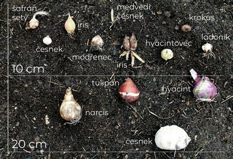 Schéma výsadby ľalie: hĺbka výsadby, drenážna vrstva a umiestnenie v záhone