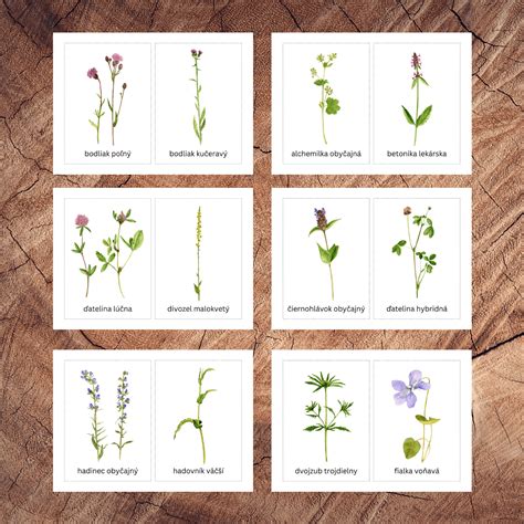 Ilustrácia rôznych druhov kvetov rastliny pilát s ich charakteristickými farbami a tvarmi