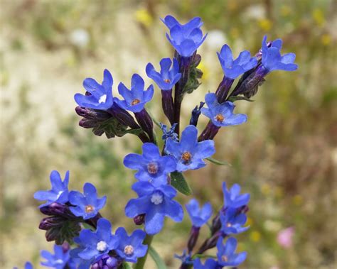 Koláž fotografií rôznych druhov pilátu: pilát lekársky, pilát modrý a pilát kapský, ukazujúca ich kvety a listy