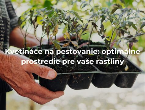 Infografika znázorňujúca optimálne podmienky pre pestovanie pilátov: slnečné miesto, dobre odvodnená pôda a mierna vlhkosť