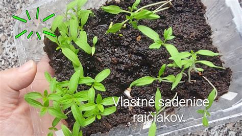 Sadenice rajčiakov s prvými pravými listami pripravené na prepichovanie.