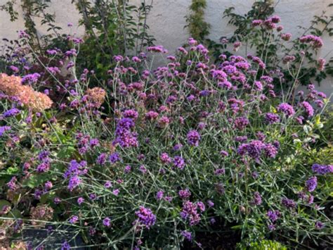 Detail fialových kvetov Verbeny bonariensis lákajúcich motýle