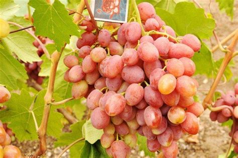 Ilustračné foto strapcov a bobúľ hrozna odrody Jupiter (červenofialové, oválne, bezsemenné)