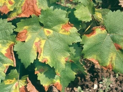 Diagram: Bežné choroby a škodcovia viniča a ich prejavy na listoch