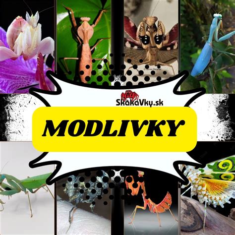 Fotografia modlivky samice konzumujúcej samca