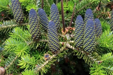 Ilustračná fotografia jedle kórejskej s typickými modrofialovými šiškami.