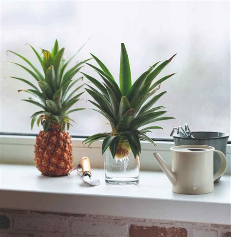 Ilustrácia ananásu s listovou ružicou