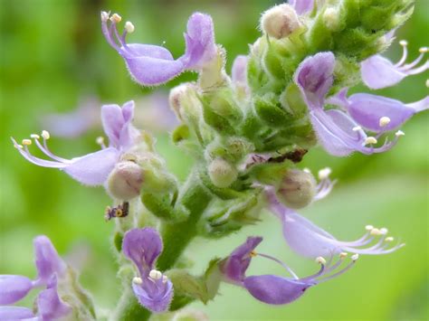 Zena inhalujuca paru s listami Plectranthus