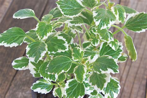 Plectranthus na balkone odpudzujuci hmyz