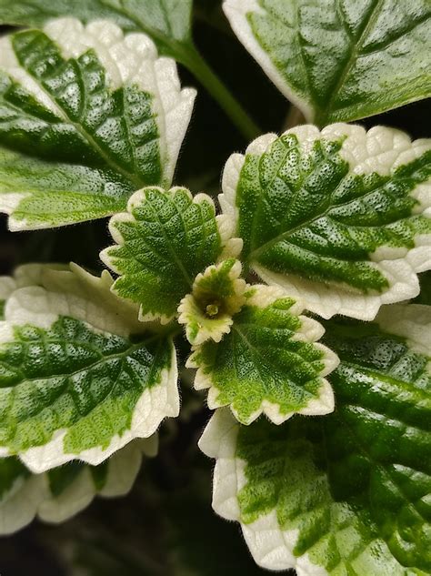 odrezky Plectranthus vo vode