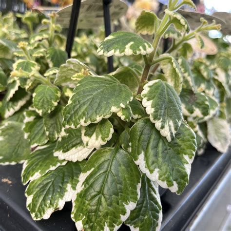 Plectranthus prezimovany v interieri